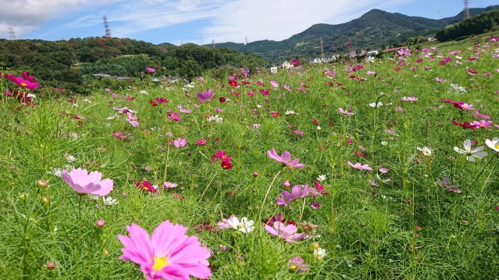 市内にある畑には季節の花も咲きます