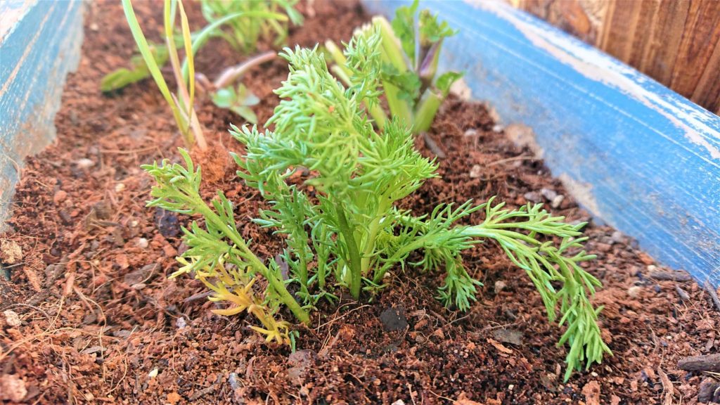 カモミール 植え付け１