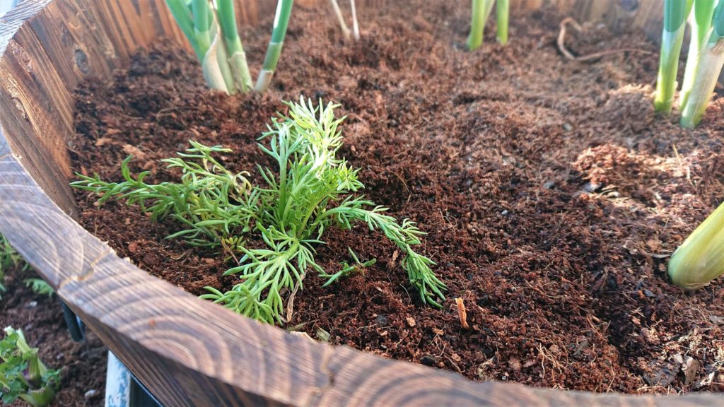 カモミール 植え付け３