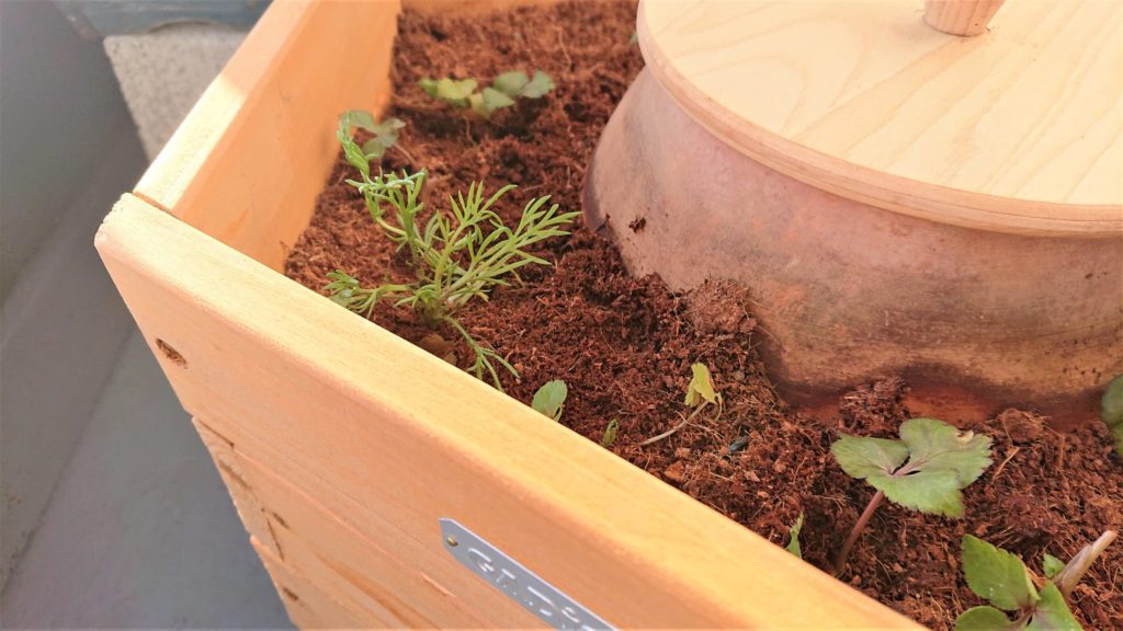 カモミール 植え付け２