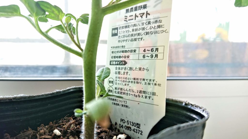 植え時