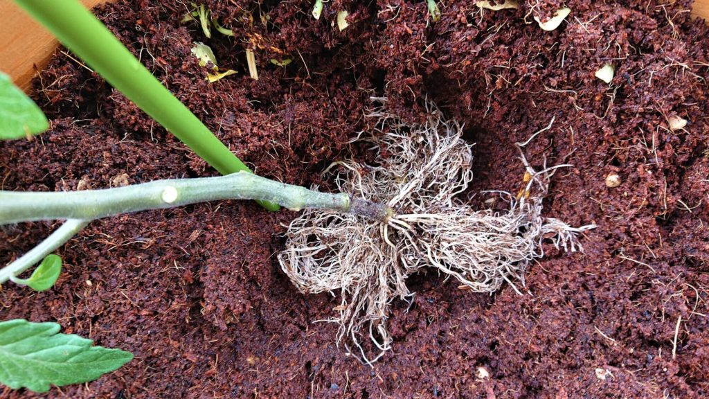 植え付け方法