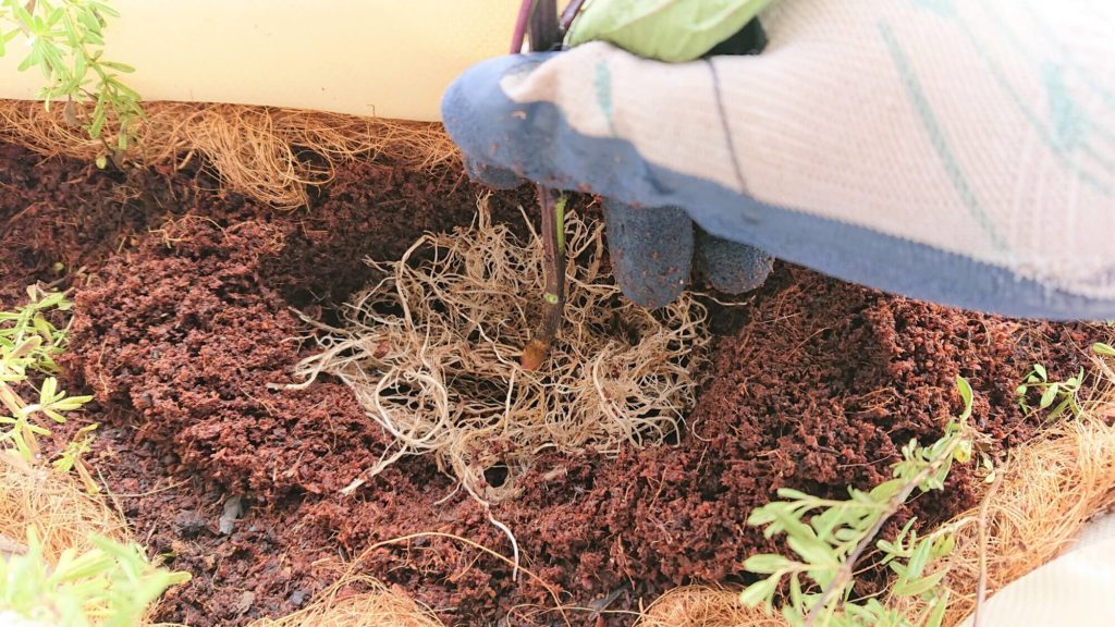 植え付け