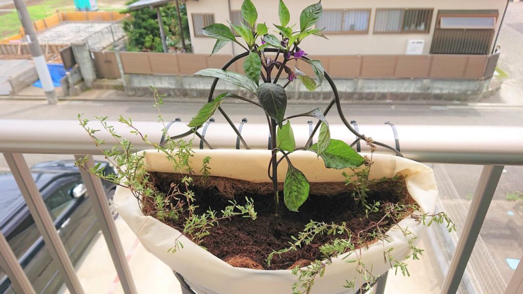 植え付け完了