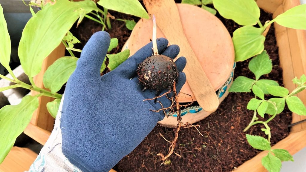 アボカドの芽出し