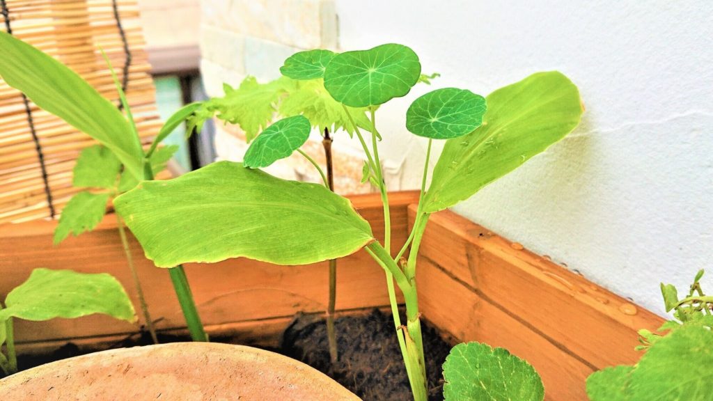 ナスタチウムの新芽