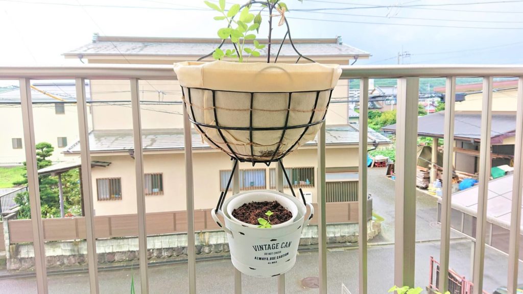 植物を入れる