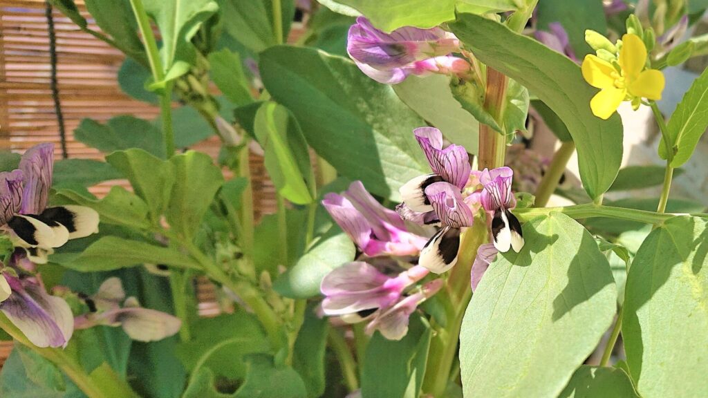 空豆の花