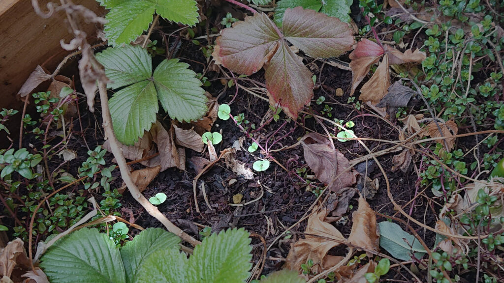 シソの芽