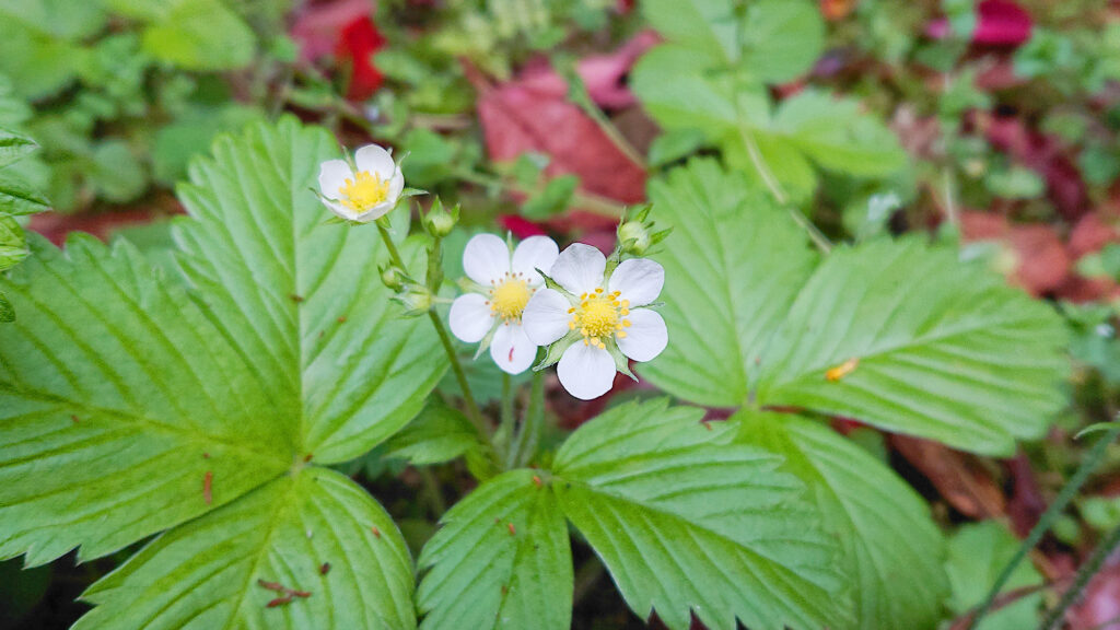 ワイルドストロベリーの花