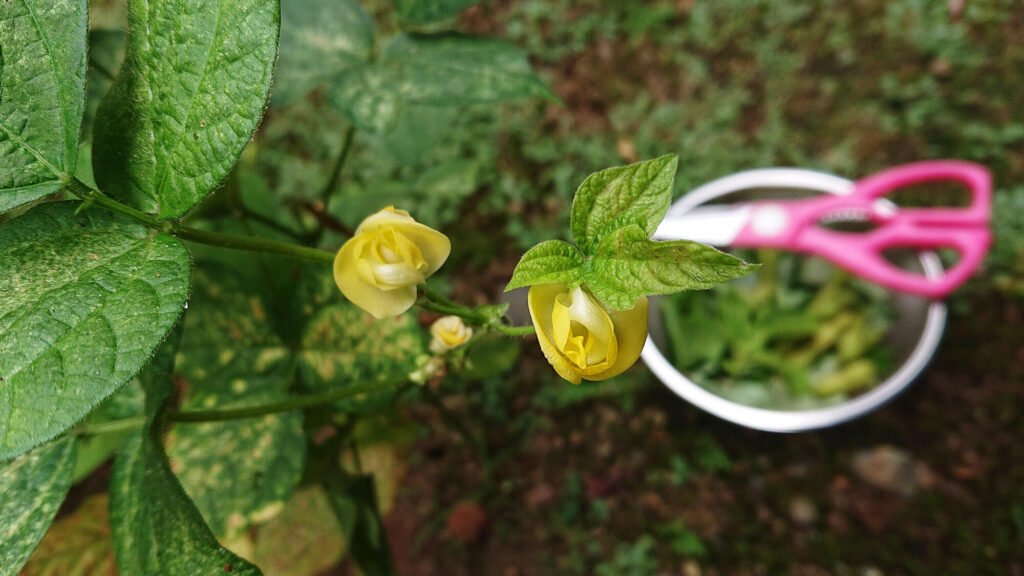 小豆の花