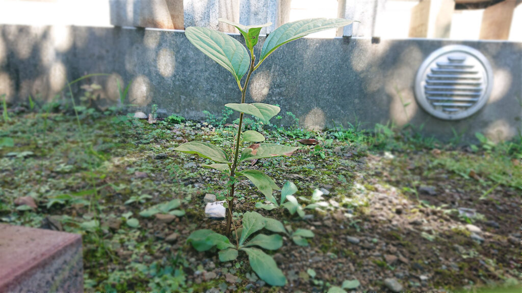 柿の芽