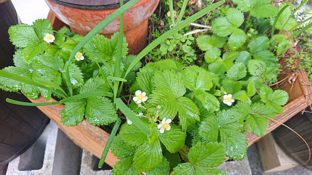 野いちごの花