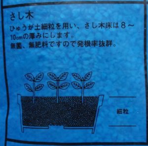 さし木