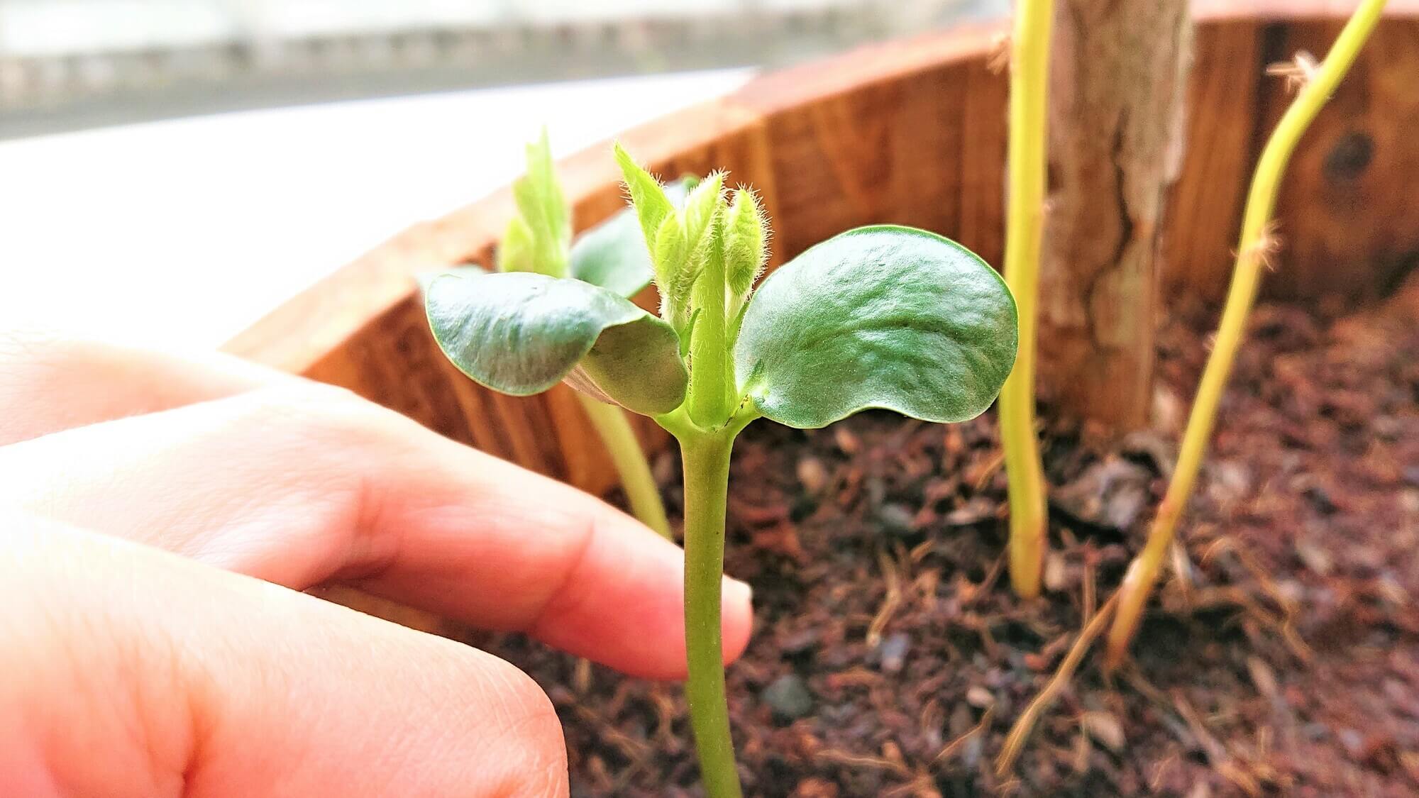 枝豆の植え付け … 根切り & 摘芯 & 深植え | プランター自然栽培はじめました