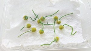 カモミール茶がら