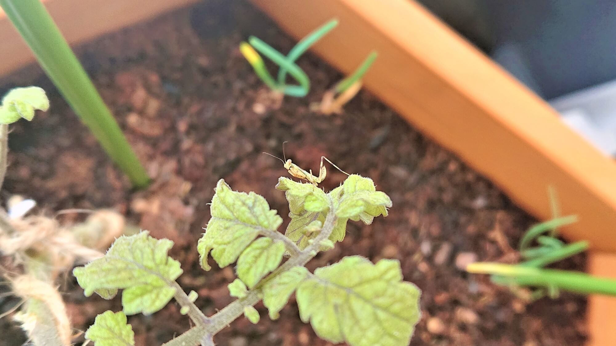 カマキリの赤ちゃん