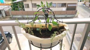 紫とうがらしとロンギカウリスタイム