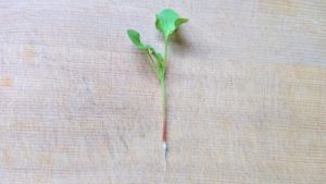 本葉の出ているラディッシュ