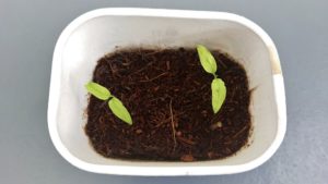 ピーマンの芽