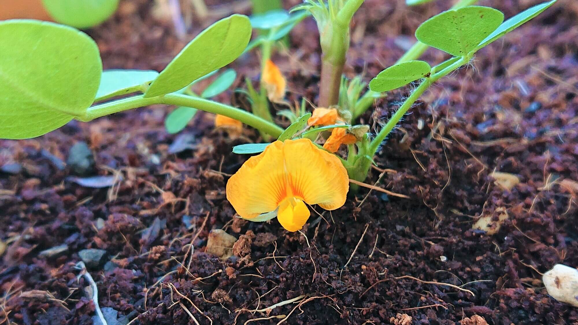 落花生の花