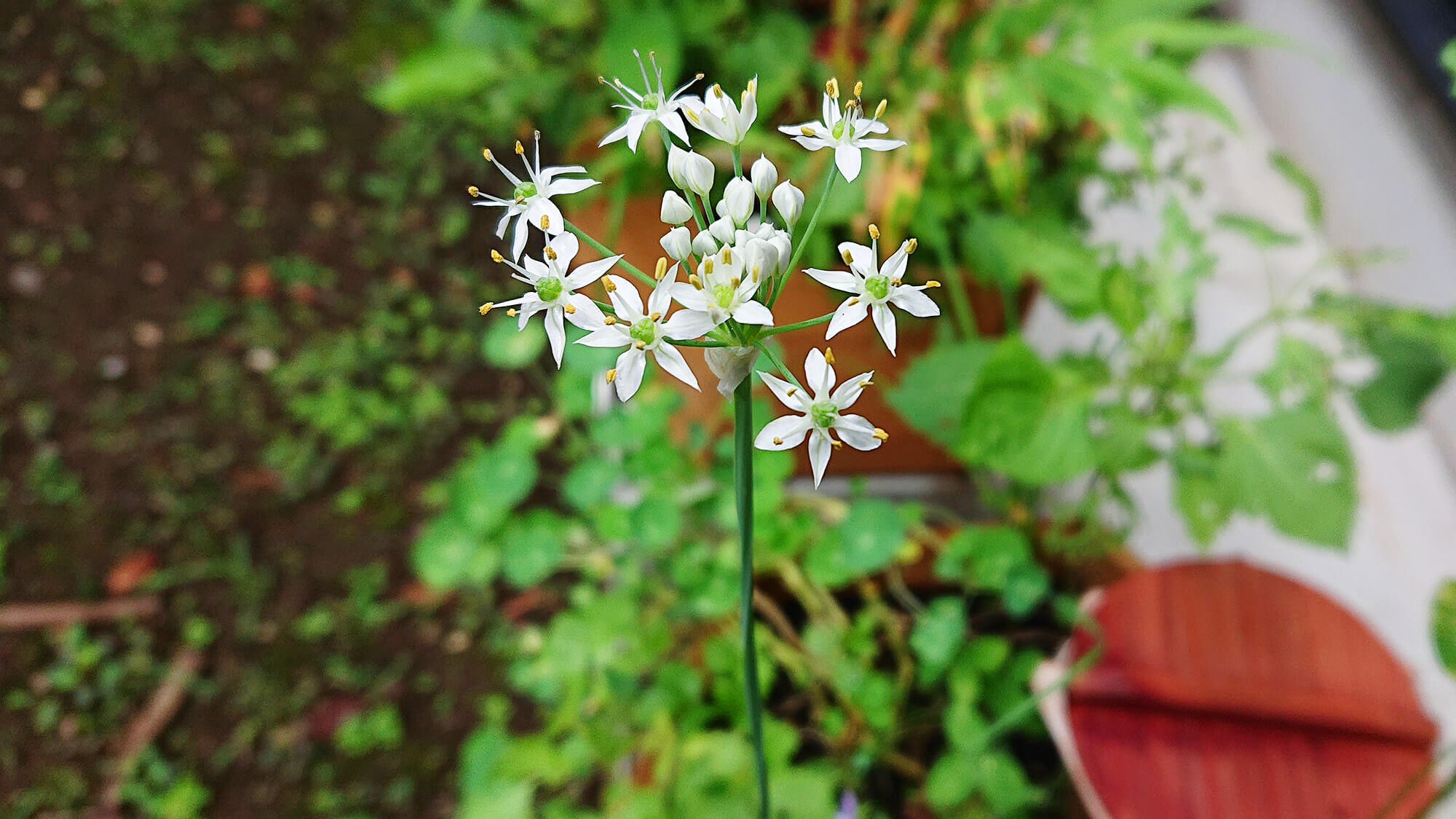 ニラの花